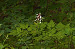 White baneberry <BR>Doll's eyes